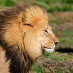 Chamanismo Universal