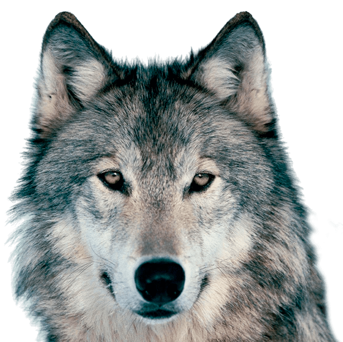 Instituto de Estudios Chamánicos